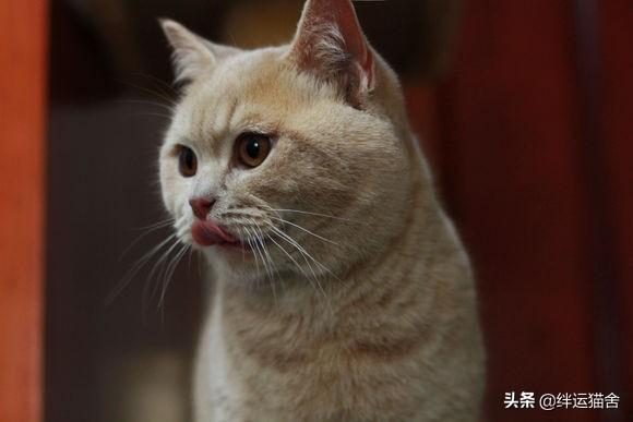 土猫可以不打疫苗吗在家里，猫咪不打疫苗会怎么样