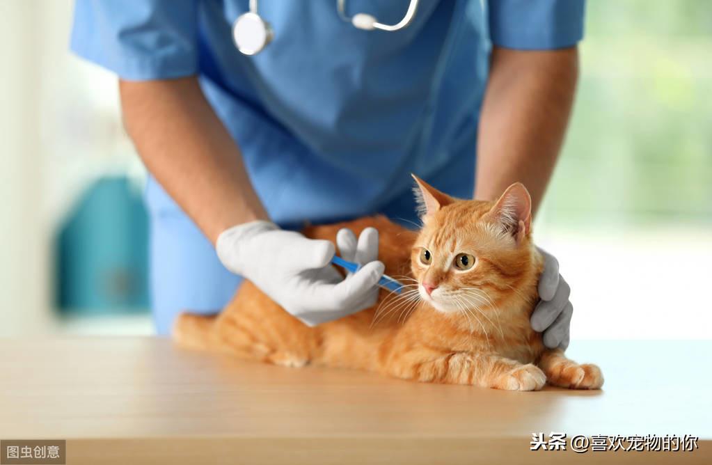 猫咪打疫苗多久打一次才有用，室内养的猫完全没必要打三联