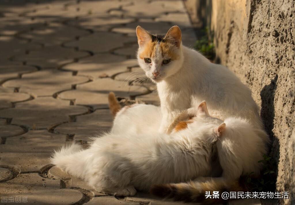 母猫怎么测试怀孕了，猫咪假孕和真孕的症状有什么区别