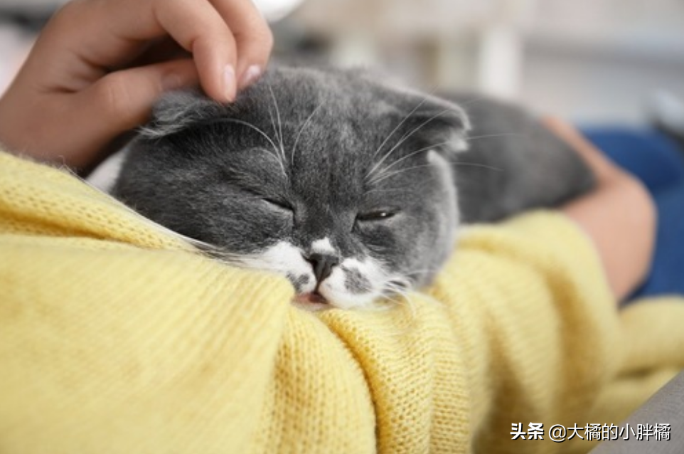 猫咪夏天爱睡觉正常吗为什么，猫咪跟谁睡是不是更爱谁