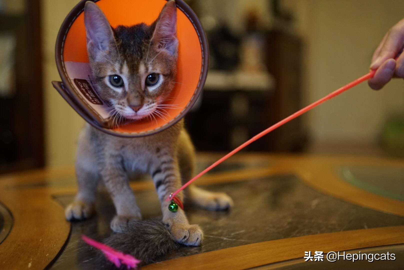 猫身上有结痂一样的东西是什么，猫咪身上出现黑色硬块并脱毛怎么回事