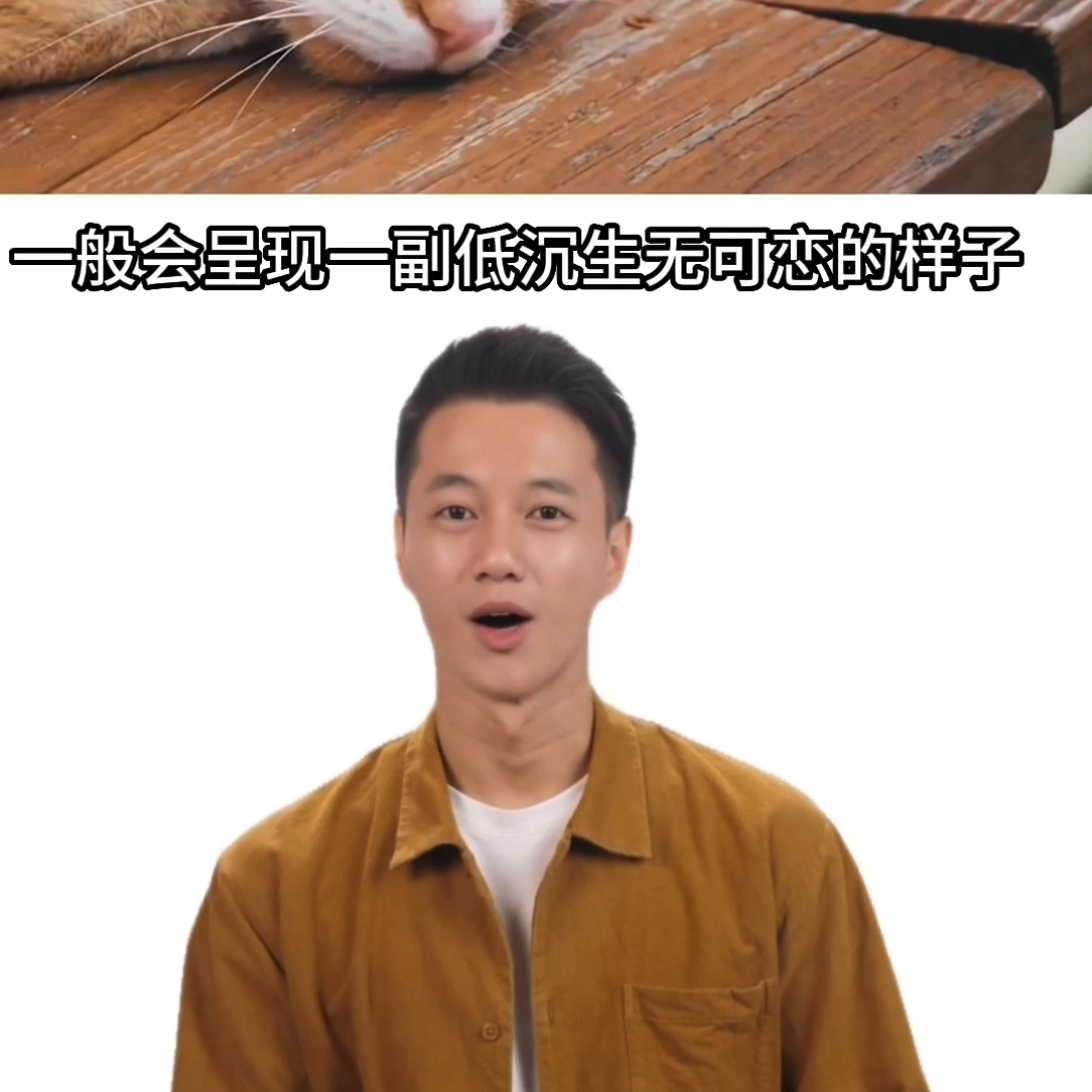 猫会哭吗？是心理还是生理的表现，猫流眼泪是怎么回事