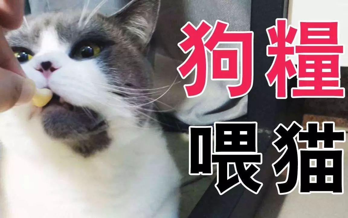 遛猫对猫好吗，带猫出去遛弯需要注意什么