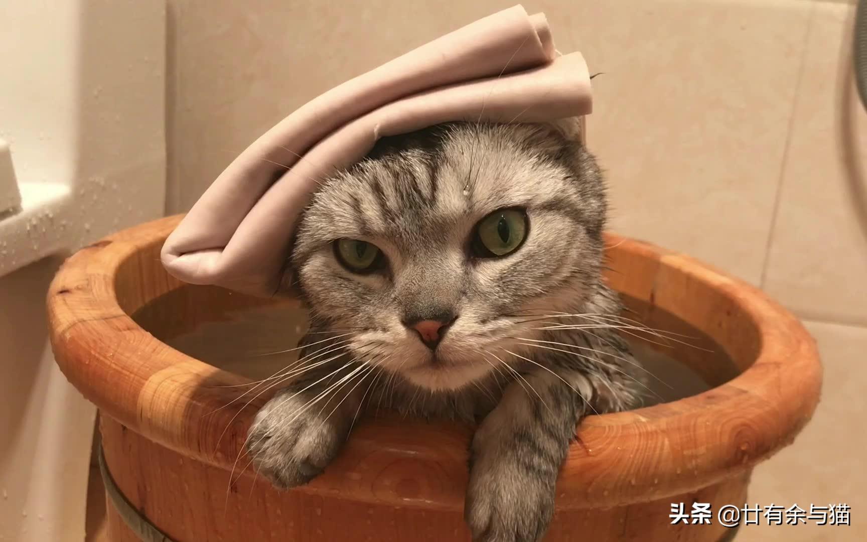 宠物猫的特性和性格，猫咪的性格特征有哪些表现