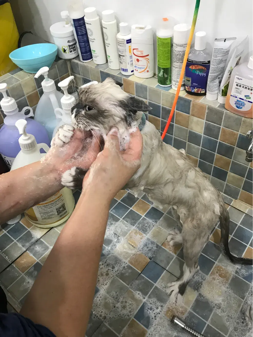 猫打完狂犬疫苗多久可以洗澡，自己在家给猫咪洗澡需要注意什么