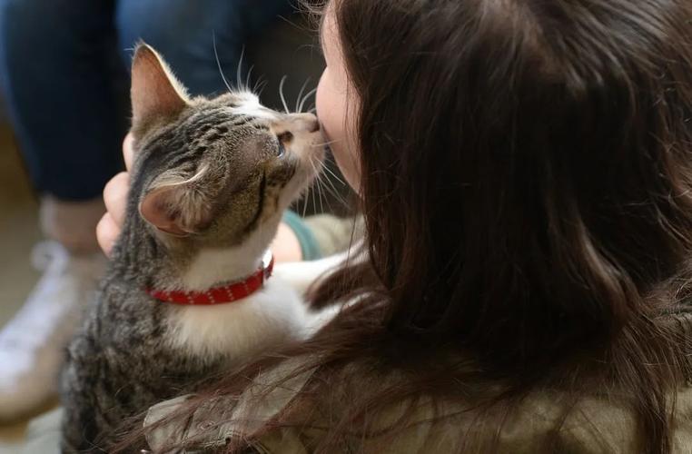 怎么让猫喜欢你粘着你又听话，怎样让猫咪变得温顺听话粘人