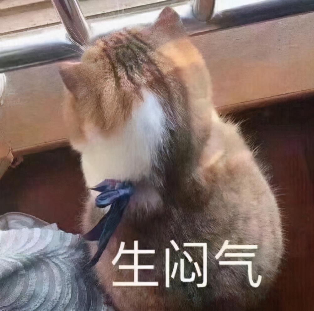 猫肾衰竭症状能治好么，猫咪肾衰呕吐一般什么样