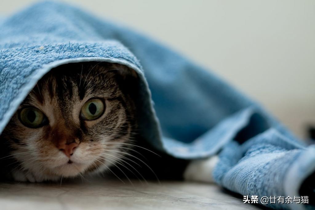 宠物猫的特性和性格，猫咪的性格特征有哪些表现