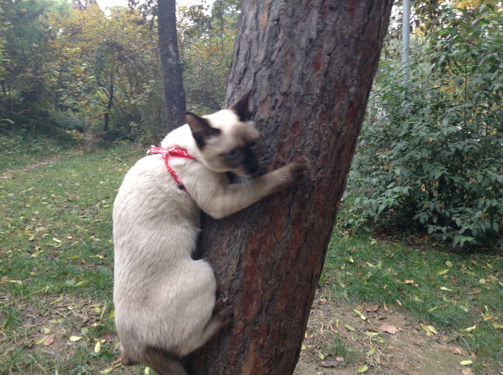 遛猫对猫好吗，带猫出去遛弯需要注意什么