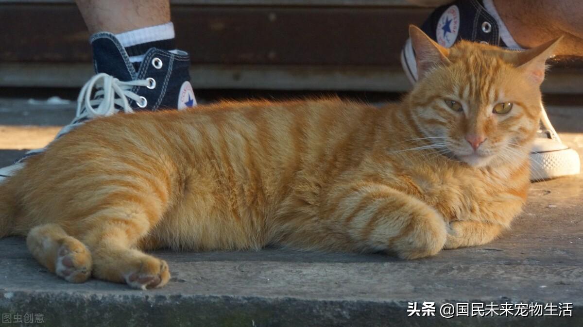 母猫怎么测试怀孕了，猫咪假孕和真孕的症状有什么区别