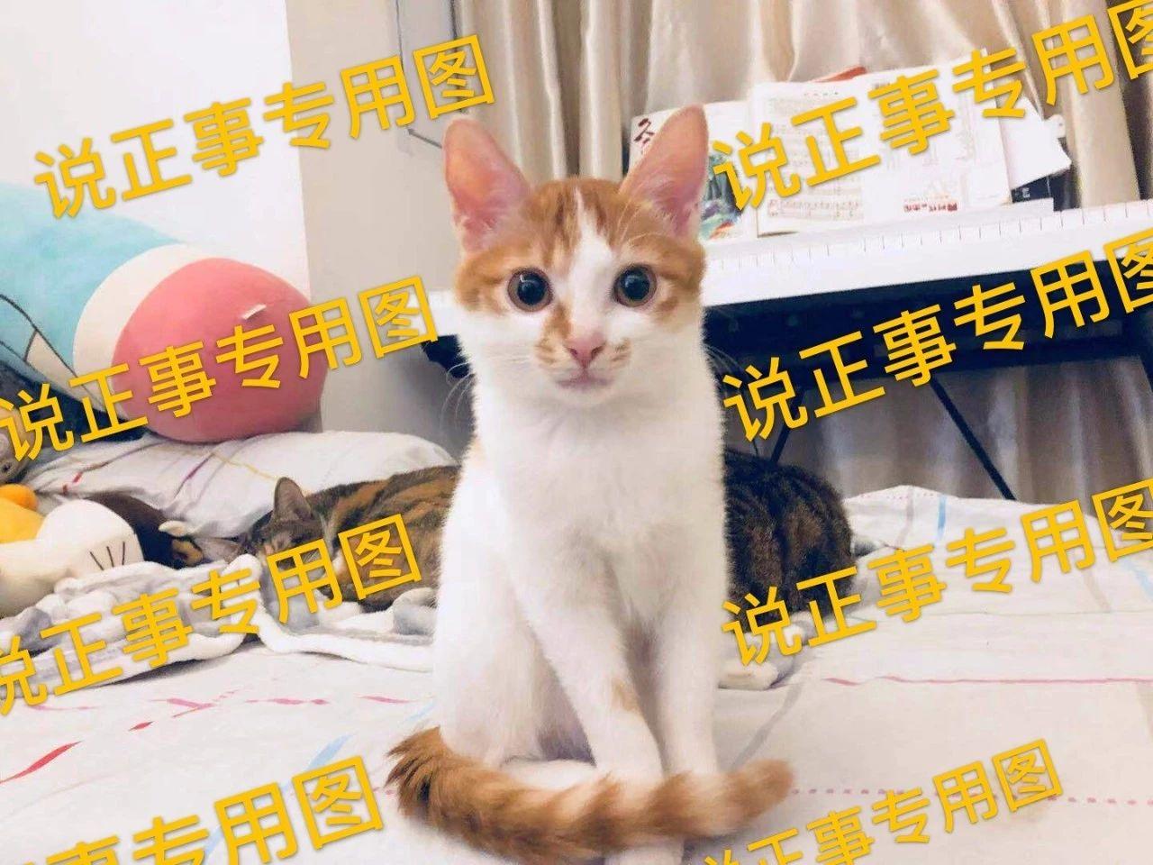 猫咪突然不吃猫粮了怎么回事，一直在吃的猫粮猫突然不吃了