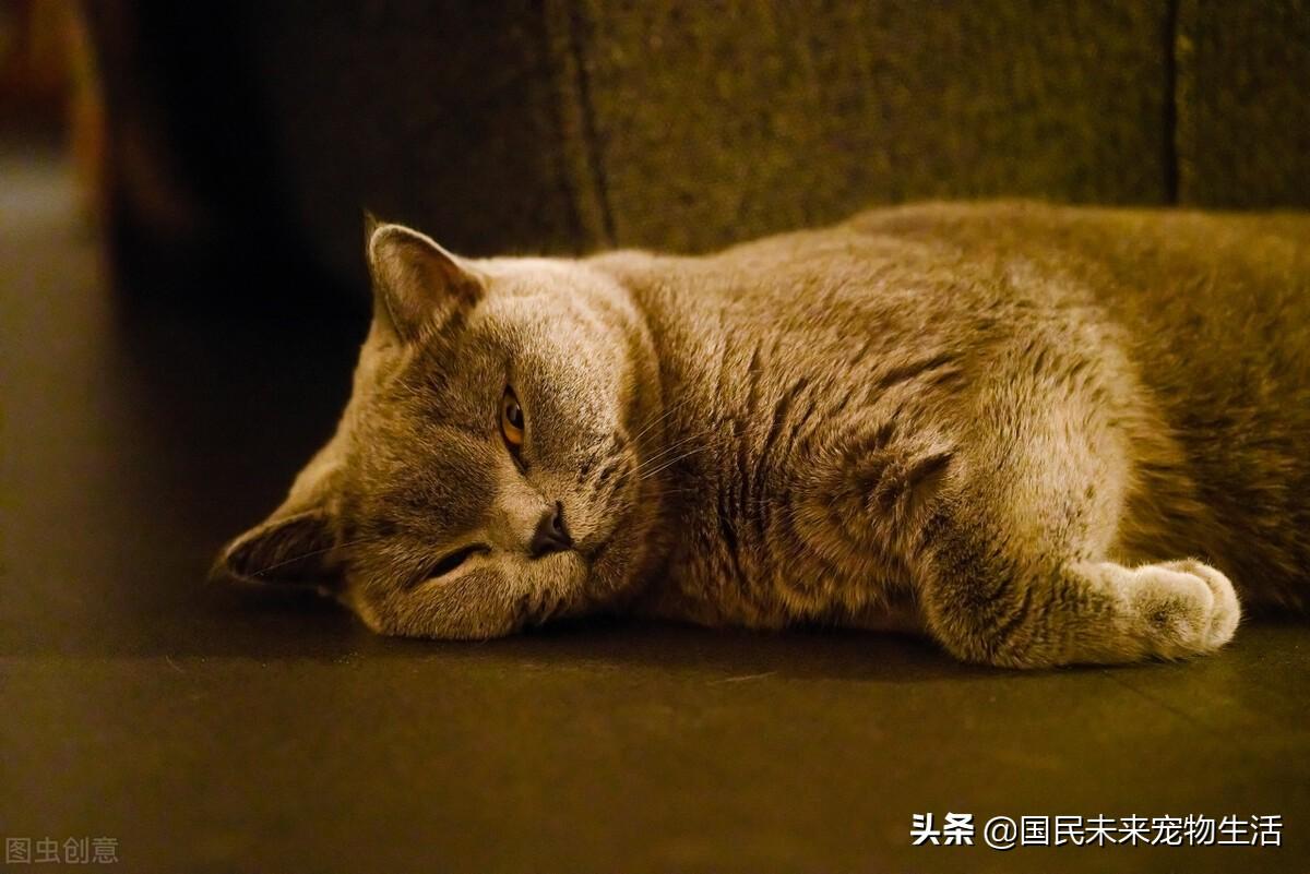 母猫怎么测试怀孕了，猫咪假孕和真孕的症状有什么区别