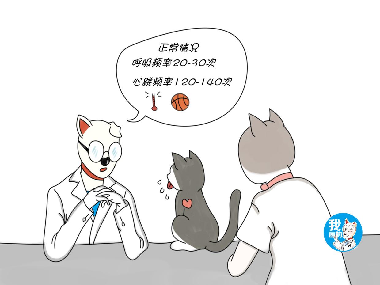 猫呼吸急促腹部起伏快怎么办，猫突然间像哮喘一样是怎么回事