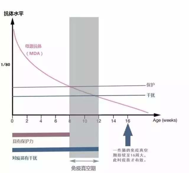 猫瘟洗几次衣服能洗干净，病毒洗的掉吗，猫瘟严重的状态什么样