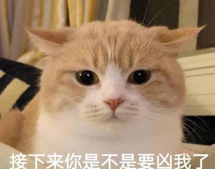 猫咪拉稀了但是精神很好怎么办，猫拉稀怎么办教你一招解决