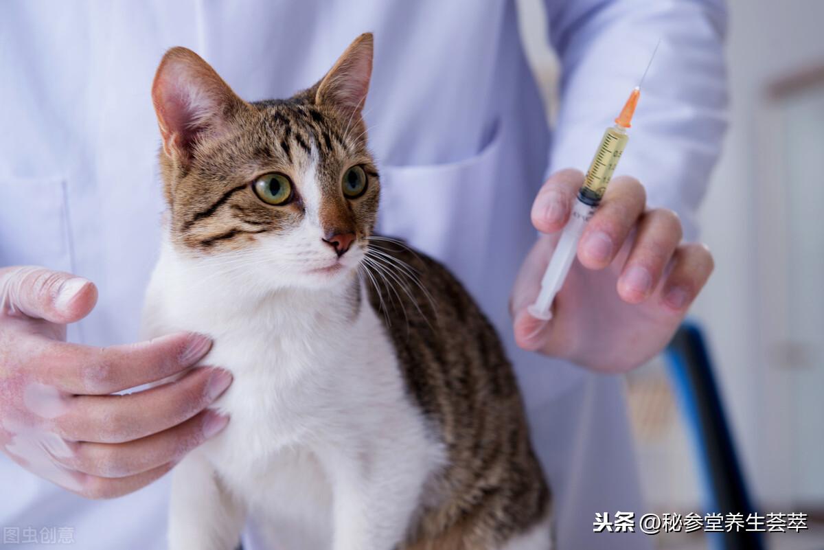 被猫抓伤多久打针有效果，猫抓伤潜伏期多久可以确定没事了