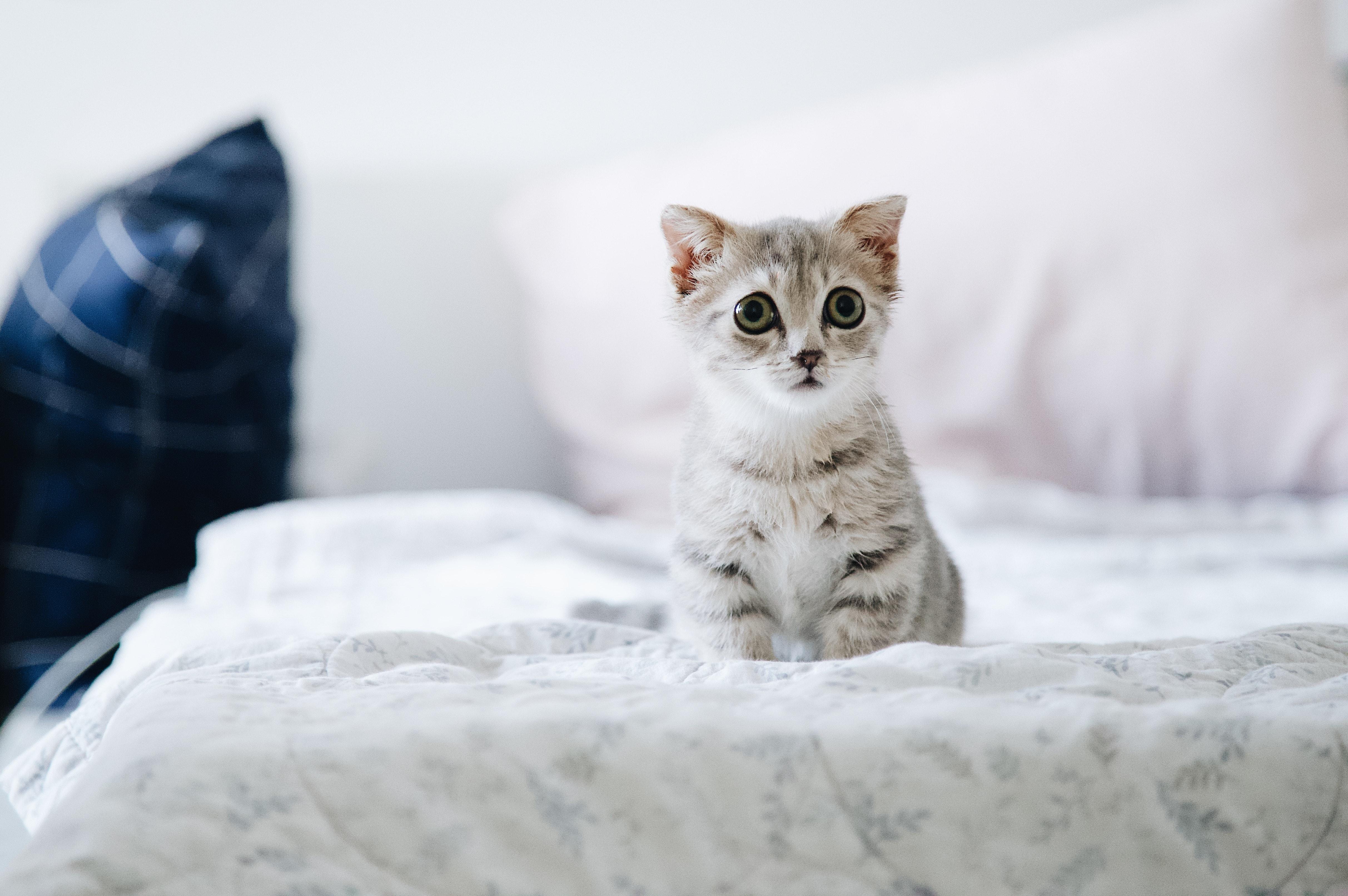 猫多久生一胎怀孕多久生，猫的一生经历哪些阶段