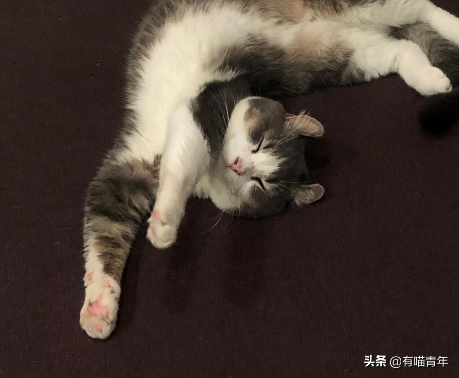 卷耳猫和折耳猫一样是有基因缺陷么，猫咪卷耳朵是有基因病吗