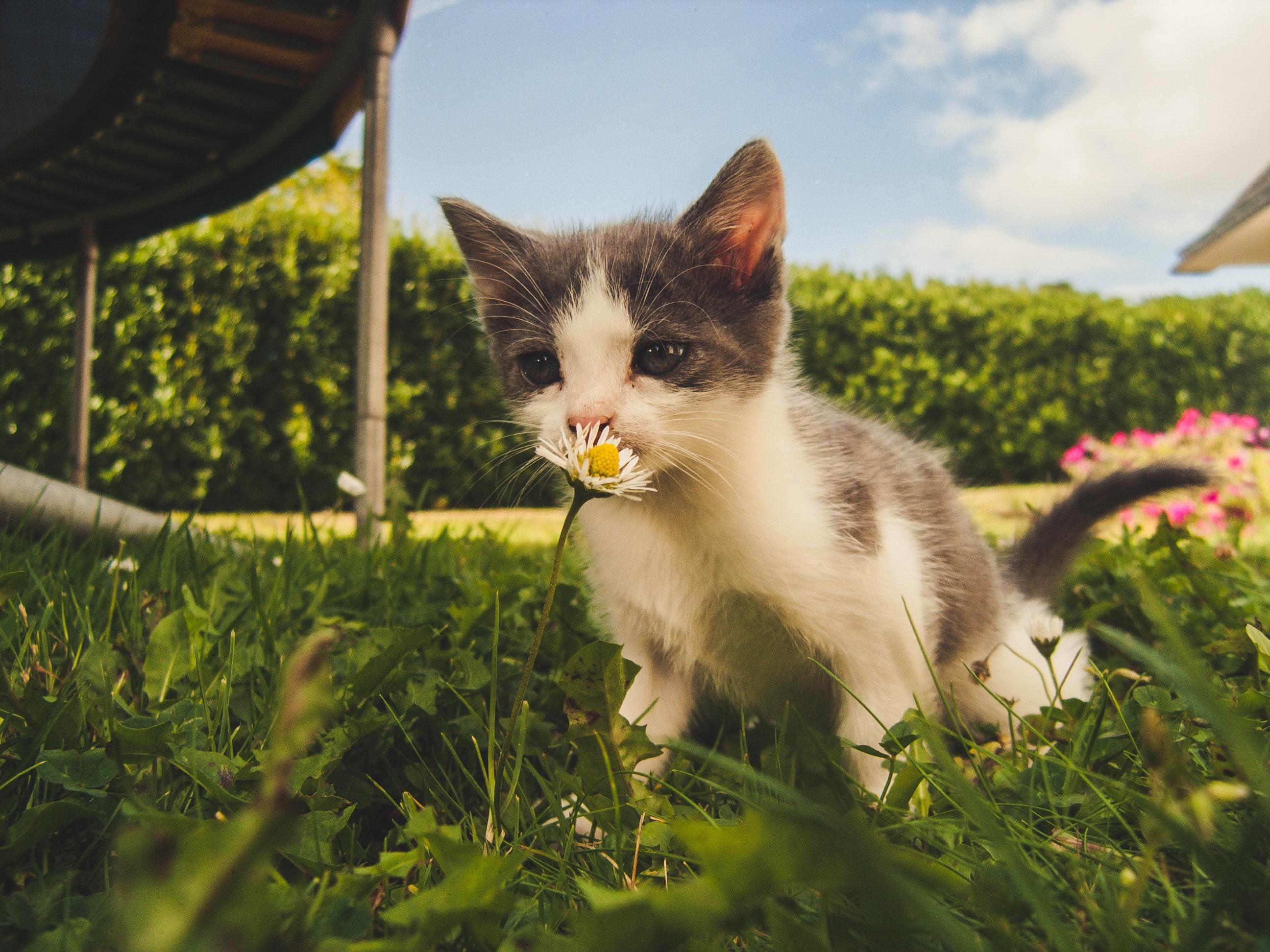 猫多久生一胎怀孕多久生，猫的一生经历哪些阶段