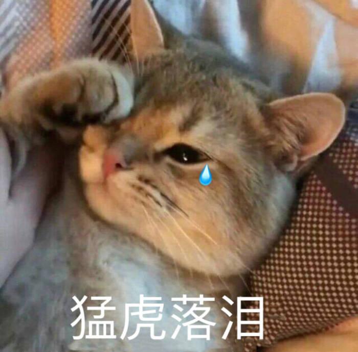 小猫身上有猫藓怎么办，猫有猫藓怎么办如何处理