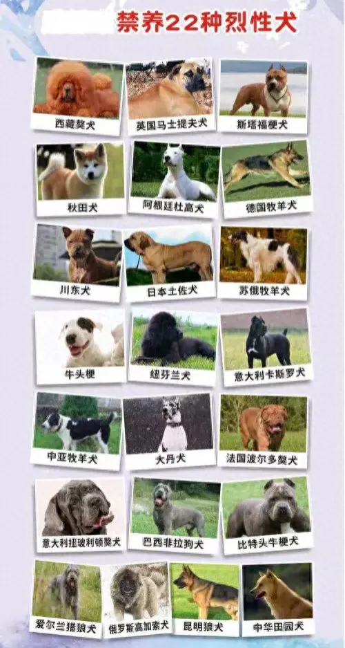 已经养了的禁养犬怎么处理好(家里养了禁养犬怎么办)