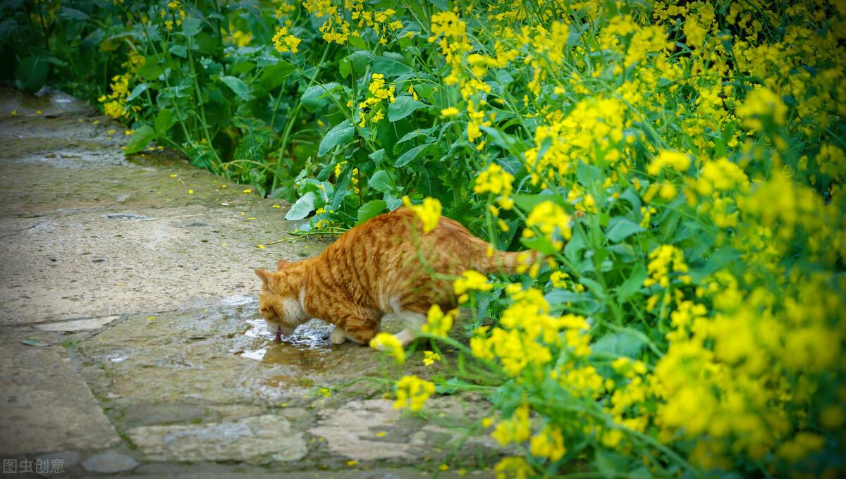 小奶猫便秘拉不出来怎么办，小猫便秘怎么办快速解决