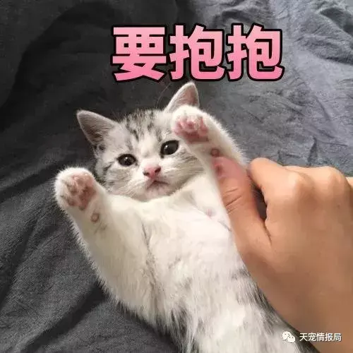 猫咪吃蟑螂有什么影响（猫咪吃了蟑螂会不会有事）