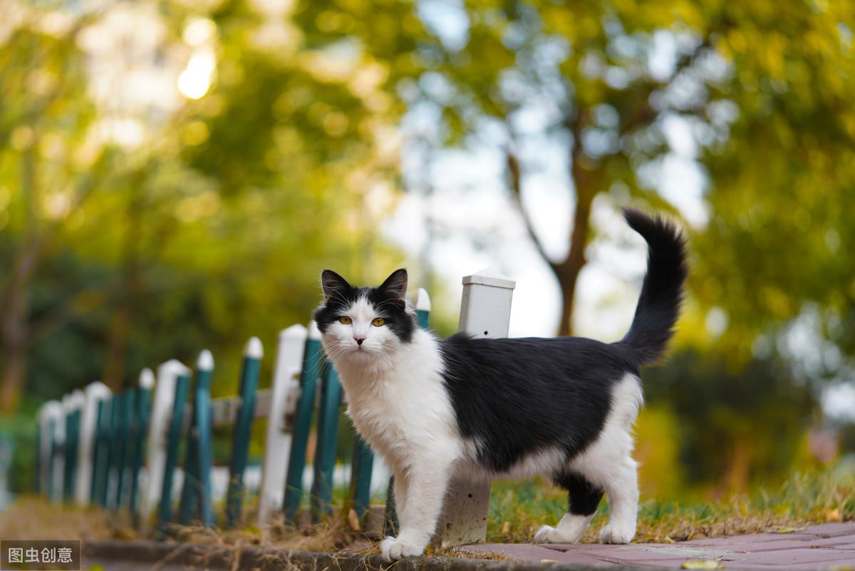 猫的尾巴一直摇来摇去是什么意思，猫咪的尾巴摇来摇去是不是心情好