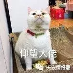 猫咪吃蟑螂有什么影响（猫咪吃了蟑螂会不会有事）