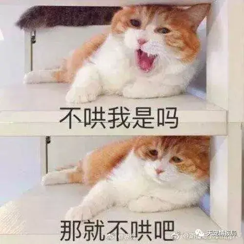 猫咪吃蟑螂有什么影响（猫咪吃了蟑螂会不会有事）