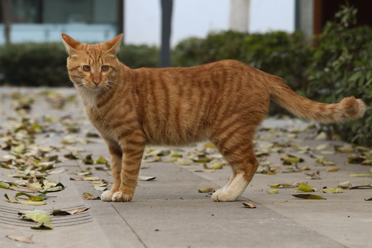 猫的尾巴一直摇来摇去是什么意思，猫咪的尾巴摇来摇去是不是心情好