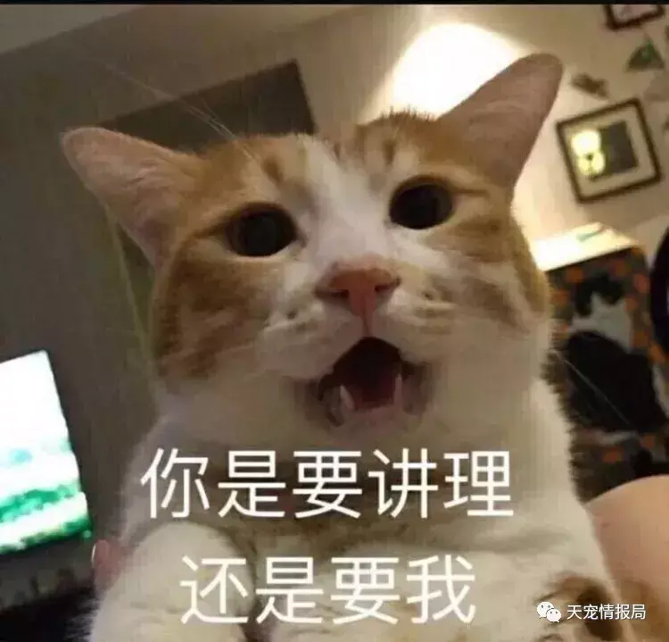 猫咪吃蟑螂有什么影响（猫咪吃了蟑螂会不会有事）