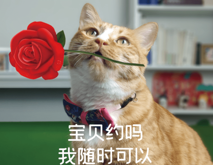 橘猫多少钱一只，一只有灵性的猫是怎么样