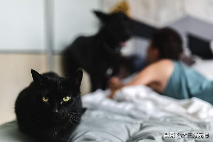 狗好养还是猫好养一点，猫和狗哪个干净好养一点