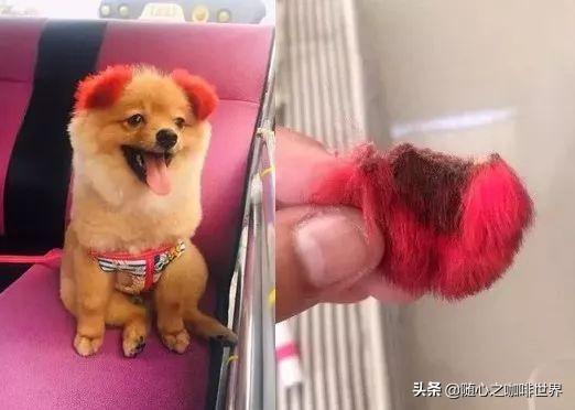 松狮熊猫犬长大后的样子是什么，长的像熊猫的狗叫什么