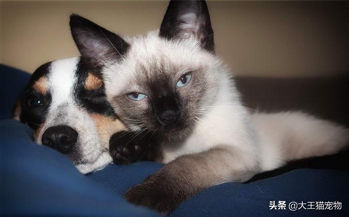 狗好养还是猫好养一点，猫和狗哪个干净好养一点