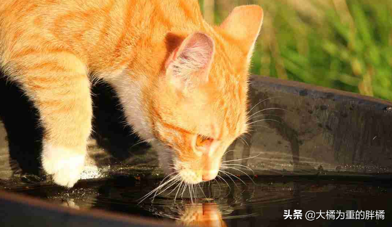 猫咪可以喝生的自来水吗为什么，宠物猫可以喝生水吗