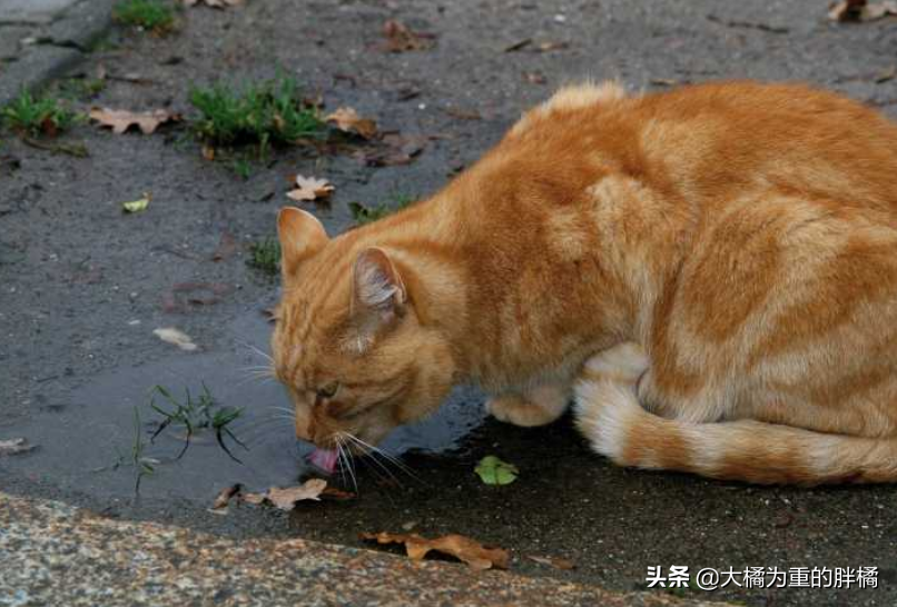 猫咪可以喝生的自来水吗为什么，宠物猫可以喝生水吗