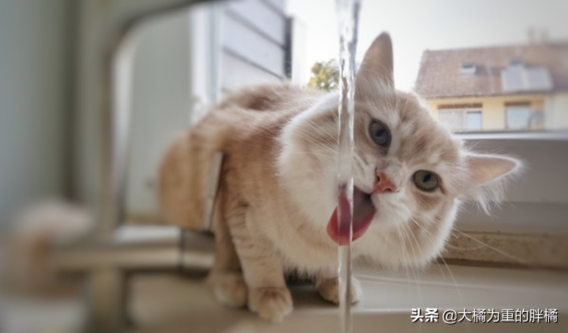 猫咪可以喝生的自来水吗为什么，宠物猫可以喝生水吗