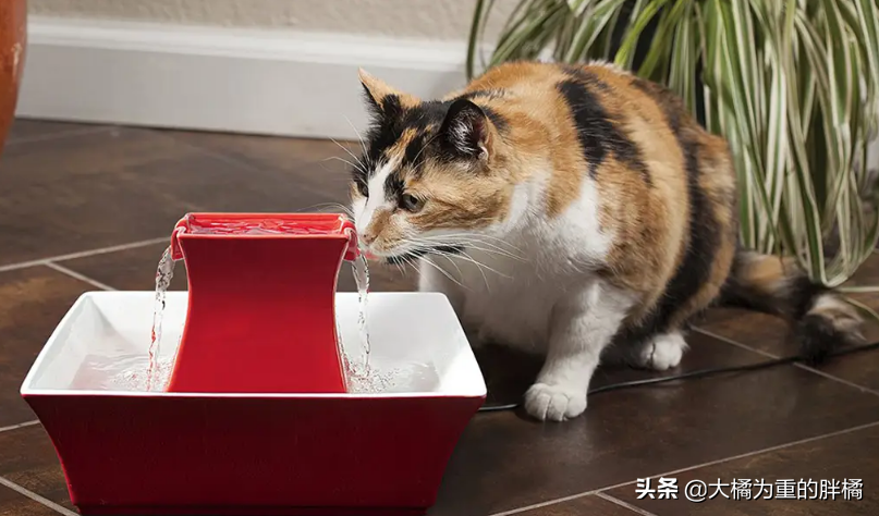 猫咪可以喝生的自来水吗为什么，宠物猫可以喝生水吗