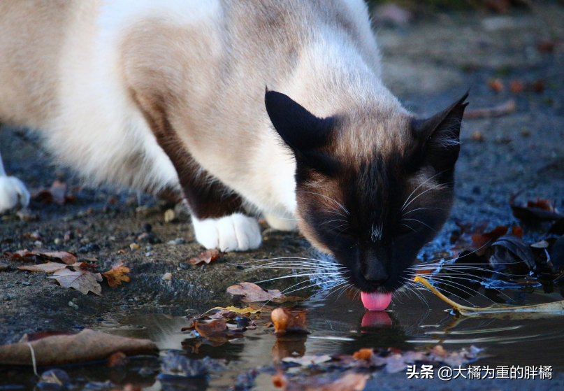 猫咪可以喝生的自来水吗为什么，宠物猫可以喝生水吗