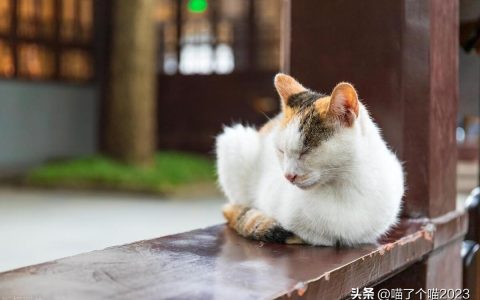 猫冬天怕热吗为什么，猫咪一般在多少度的情况下觉得冷