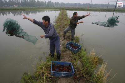 龙虾什么时间段容易抓几月份出龙虾，野生龙虾一般什么时候好抓