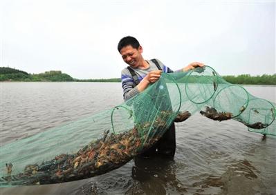 龙虾什么时间段容易抓几月份出龙虾，野生龙虾一般什么时候好抓