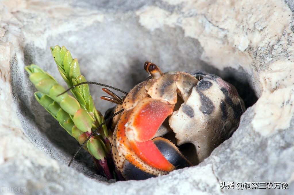 寄居蟹能活多久时间，寄居蟹怎么养新手教程