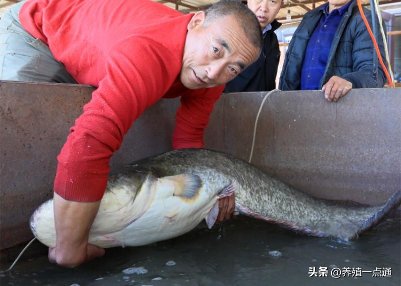 大口鲶鱼养殖技术要点有哪些，大口鲶鱼养殖饲料配方大全