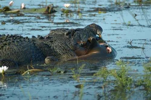 鳄鱼生活在哪里是河里还是海里，鲨鱼厉害还是鳄鱼厉害