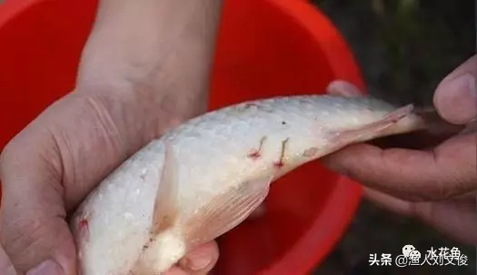 鱼身上有红斑像出血了怎么办治疗，鱼鳞上面有红色血点是怎么回事