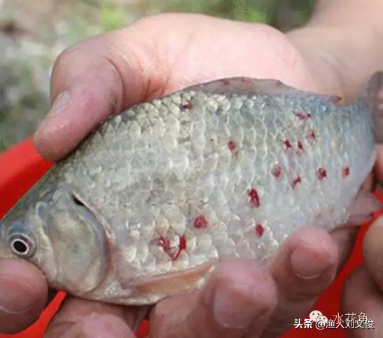 鱼身上有红斑像出血了怎么办治疗，鱼鳞上面有红色血点是怎么回事