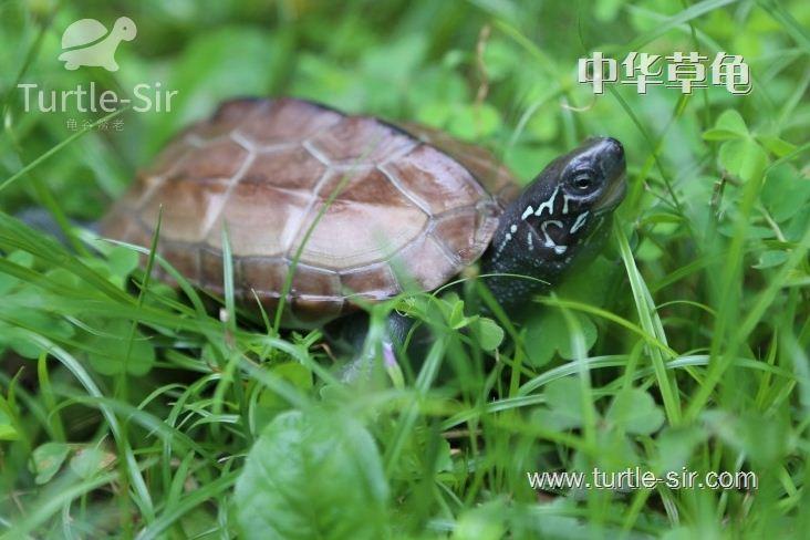 草龟喜欢吃什么食物水果，怎么养草龟才能养得好